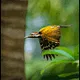 Birds of Paradize
