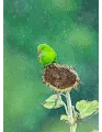 Birds of Paradize