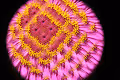 Kaleidoscope Flora