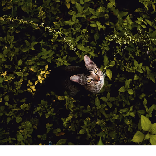 My Sad Wildlife Story