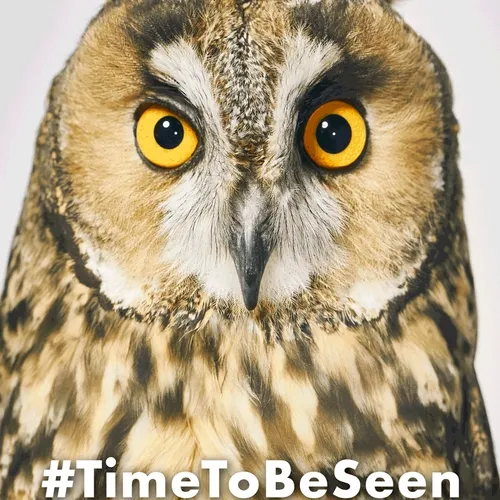 Owls Looking At Owls - old V2