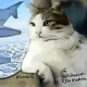 44 famous cats in plane turbulence