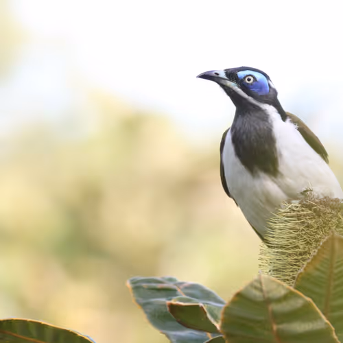 Australian Bird Photography