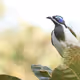 Australian Bird Photography
