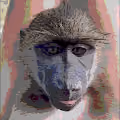 Babuynus