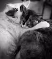 kitty Loves - old