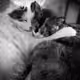 kitty Loves - old