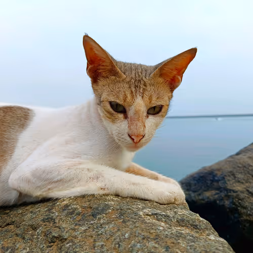 The Mau - The Limited Edition