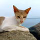 The Mau - The Limited Edition