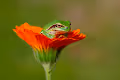 green tree frog 1