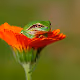 green tree frog 1