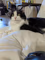 Ying kitty