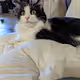Ying kitty