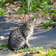 Okinawan Stray Cats
