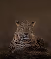 Big cat origins
