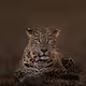 Big cat origins