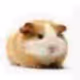 Hamster.png(4K ULTRA HD)