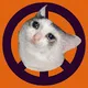 War peace and cat
