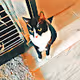 Tommy the cute cat - old