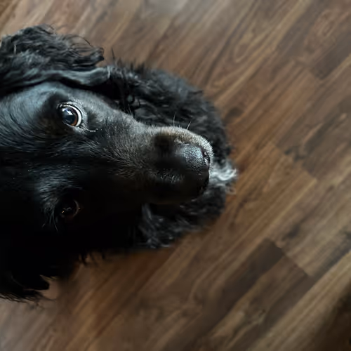 Tucker - Dog