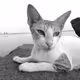 Meow WCF