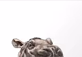 Peeking Hippo - old
