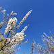 Nature's bloom