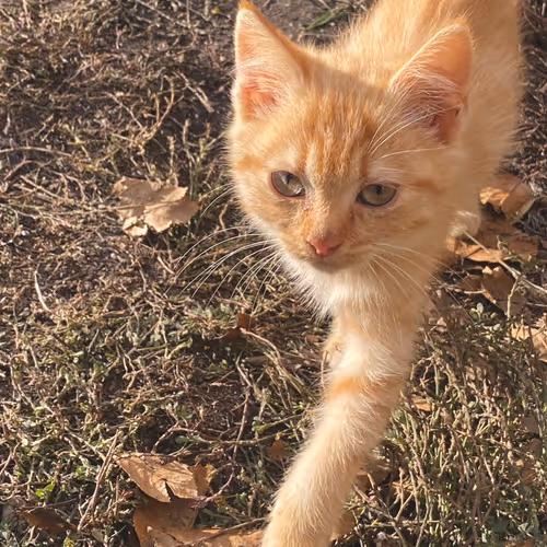 The Cats of Montenegro