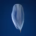 Plantae Originis Ignotae