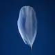 Plantae Originis Ignotae