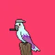 Weird (Lonely) Parrots