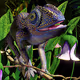Chameleon Chronicles