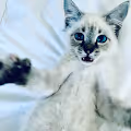 Squirrel the Cat: A Colleciton of photos by Mike Ewing