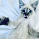 Squirrel the Cat: A Colleciton of photos by Mike Ewing