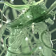Rare Green Christmas