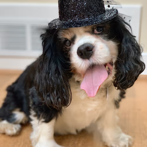 Spectacular Hornby Island