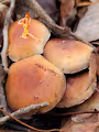 Mushrooms And Fungus