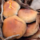 Mushrooms And Fungus