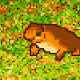 CRYPTO TOADS