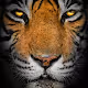 TIGER TRAILS INDIA