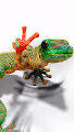 Geko Collection