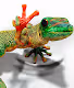 Geko Collection