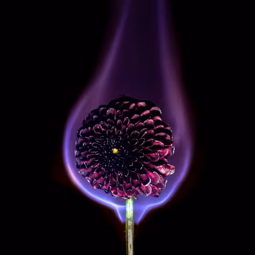 Burning beauty