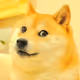 Collection of Doges