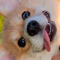 Maggie the Corgi