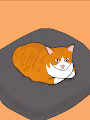 None whisker cat