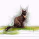 Life of Istanbul cats