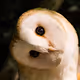 Hello Owl