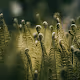 Beauty in the little things - old
