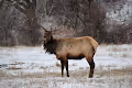 COLORADO ELK